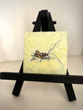 “Little Cricket” Original Oil Painting