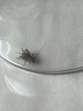 “Little Cricket” Original Oil Painting